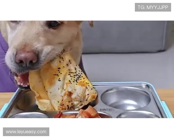 张琳芃家的狗吃的都比我好